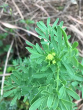 芸香草