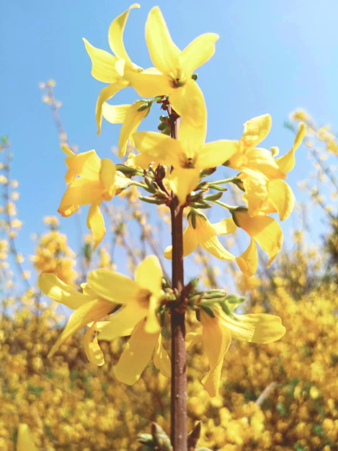 连翘花