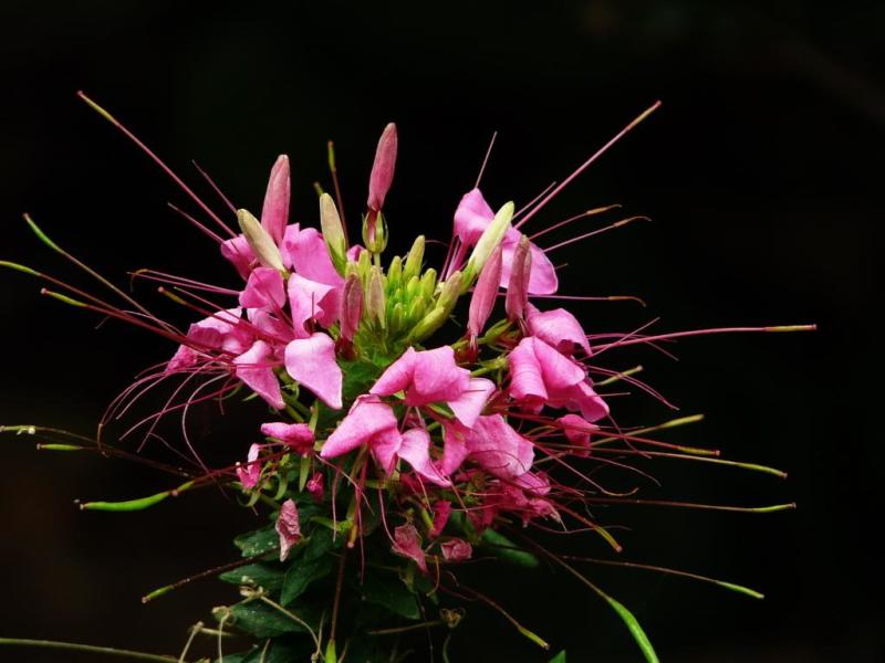 蜘蛛花 搜狗百科 蜘蛛花 搜狗百科