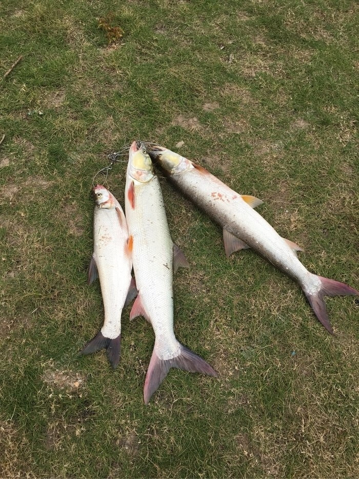 鳡鱼(硬骨鱼纲动物)