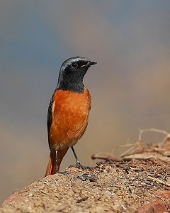 北红尾鸲