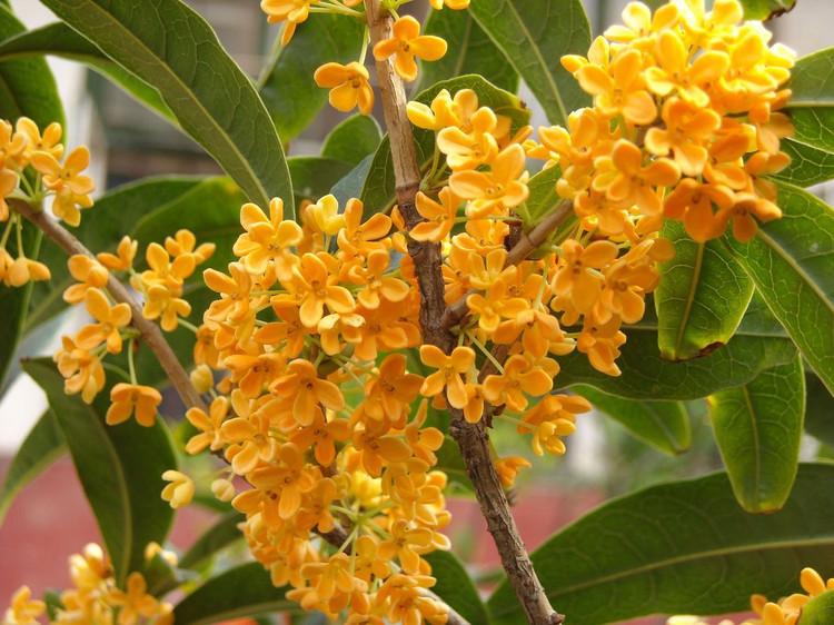 柳叶苏桂 - 搜狗百科