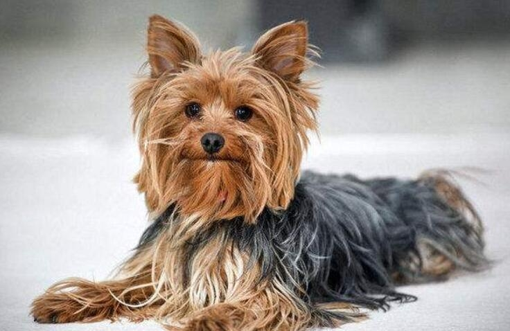 约克夏梗犬