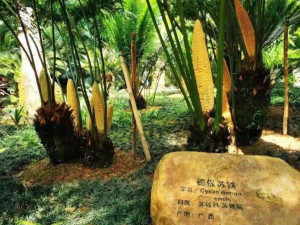 德保苏铁