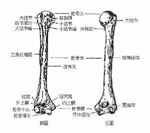 肱骨远端全骺分离