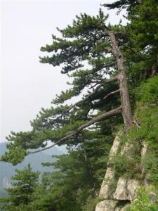 木札岭景区