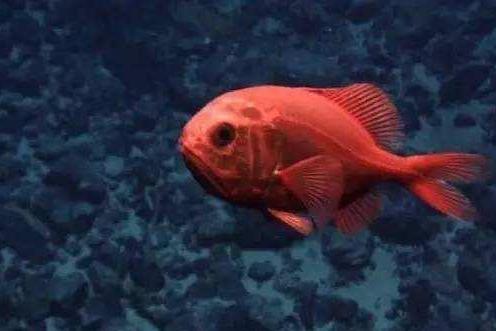 长寿鱼 搜狗百科