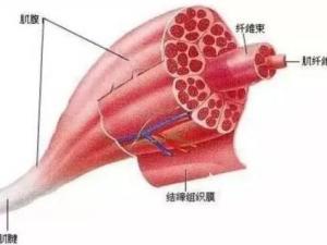 腰部乳酸堆积图片