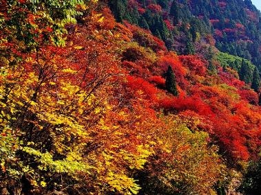 济南红叶谷景色