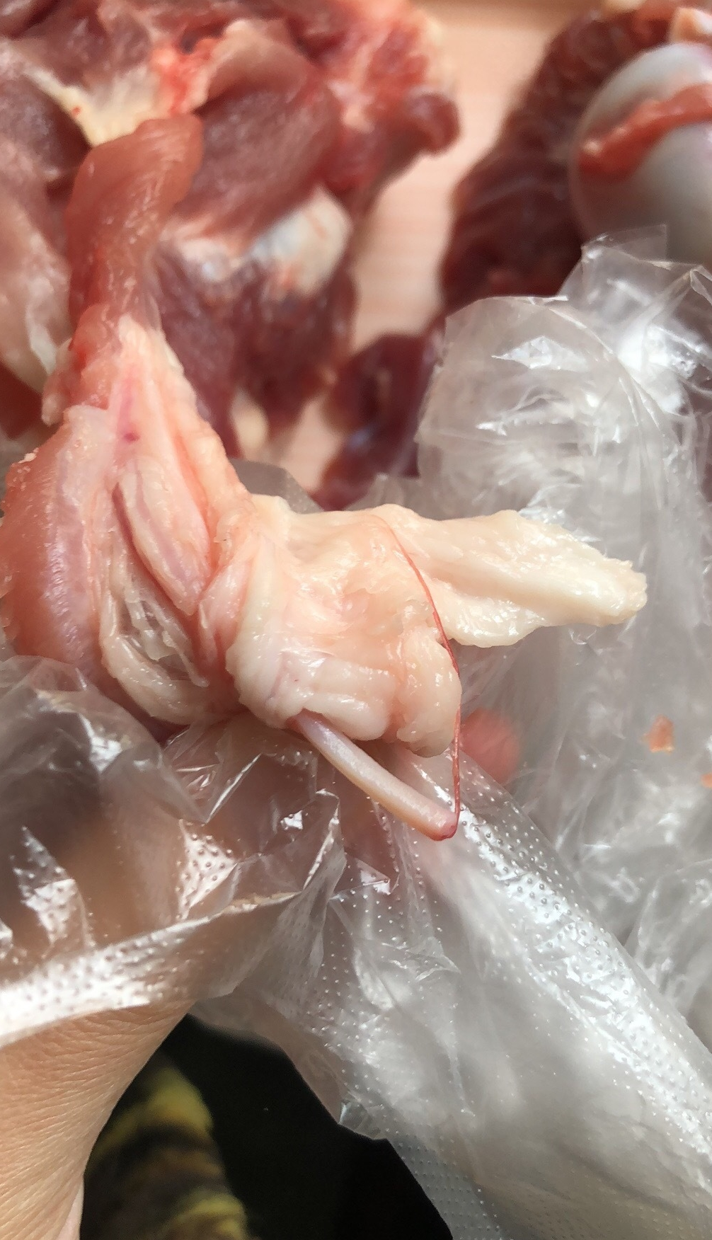煮熟猪肉绦虫图片图片