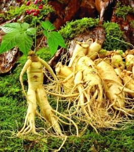 西洋参 搜狗百科