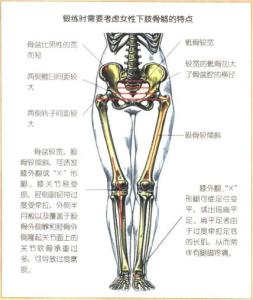 女性下肢骨骼的特点