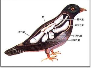鸟类内部结构图图片