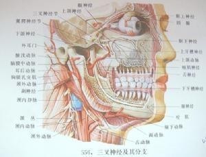 三叉神经