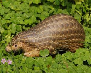 幻想世界穿山甲能卖多钱杰出北京王府井