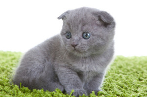 苏格兰折耳猫