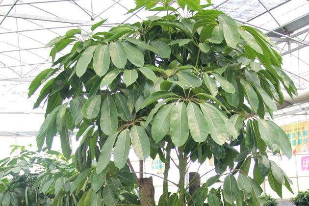 老板树(桑科榕属植物)_搜狗百科