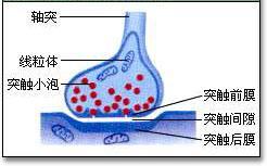 突触小体