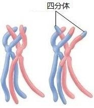 同源染色体交叉互换（同源染色体联会）