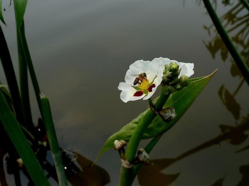 慈姑花 泽泻利植物慈姑的花 搜狗百科