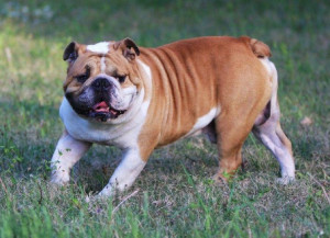 斗牛犬