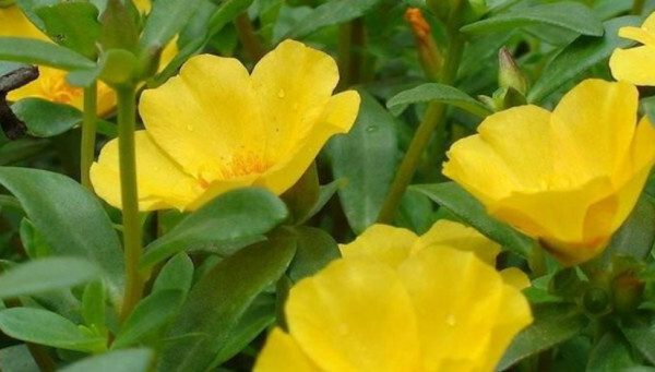 太阳花 马齿苋属草本花卉 搜狗百科