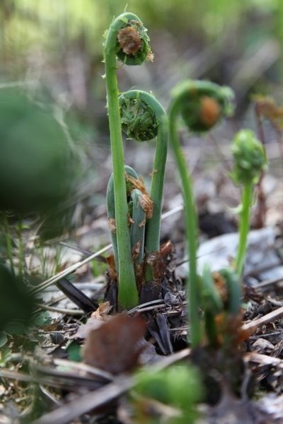 蕨菜