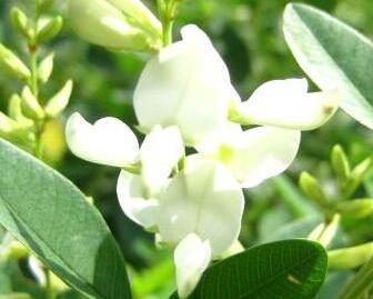 白花短梗胡枝子