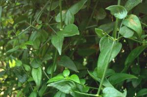 茜草