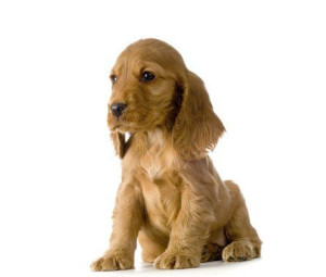 美国可卡犬
