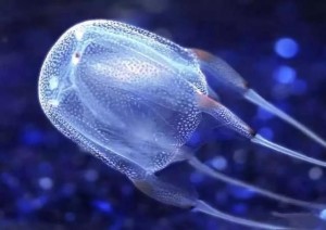 箱水母