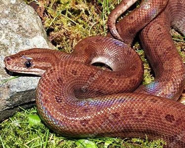 哥伦比亚彩虹蟒