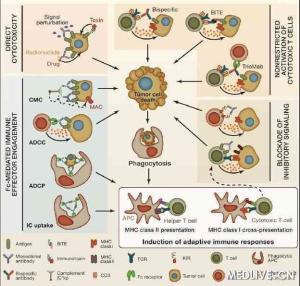 什么是主动免疫和被动免疫 300