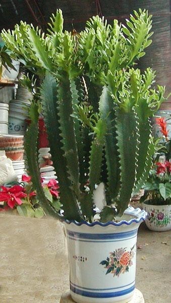 龙骨花(仙人掌科量天尺属植物)