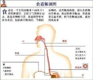 气管