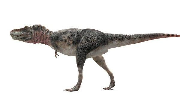 特暴龙(3)特暴龙的大部分化石,是成年或亚成年个体