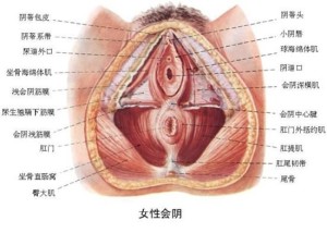 外阴