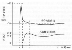 动作电位与兴奋性变化的时间关系