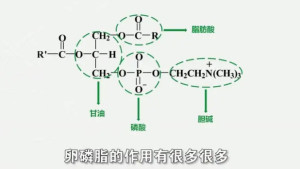 卵磷脂