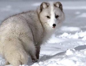 极狐是什么品种 300