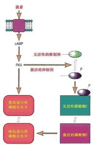 蛋白激酶