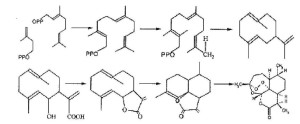 青蒿素生物合成途径