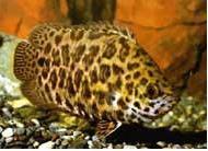 斑点非洲攀鲈（Ctenopoma acutirostre）