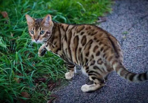 锈斑豹猫