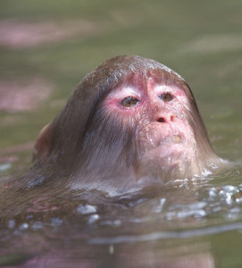 水猴子 真实 生气图片