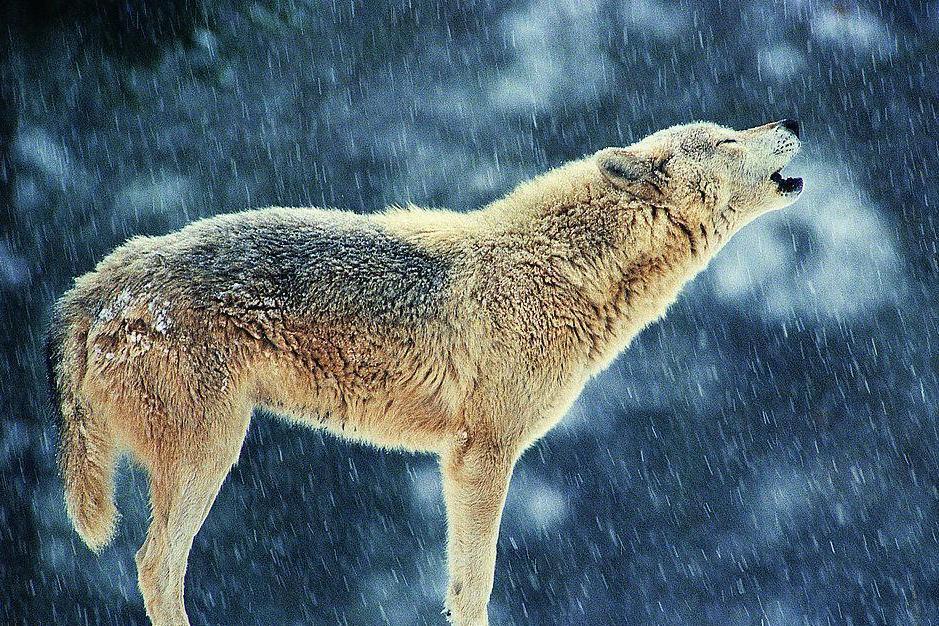 雪狼 动物名 搜狗百科