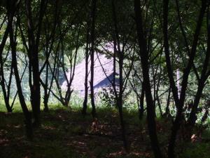 经济林——板栗树