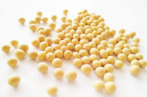 大豆 豆科大豆属植物 搜狗百科 大豆 豆科大豆属植物 搜狗百科