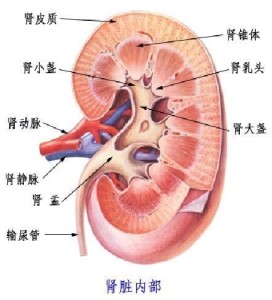 肾脏