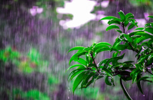 梅雨